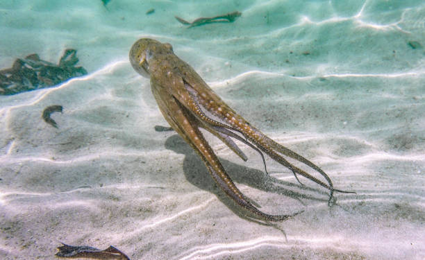 watamu marine